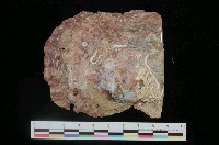 藏品(馬氏珍珠蛤)的圖片